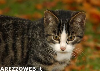 Animali: 7 mln di gatti nelle case italiane, solo 1 su 5 e’ vaccinato