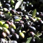 olivo olive olio