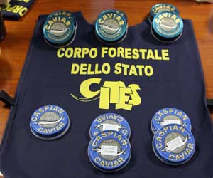 Forestale: sequestrati 15 chili di caviale importato illegalmente
