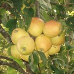 20101218_parco_cultivar_vivaio