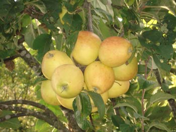 Bando per la concessione delle antiche cultivar della Comunità Montana