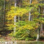 alberi bosco