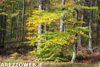 Parchi nazionali Arcipelago Toscano e Foreste Casentinesi nella ‘Green List’ Iucn