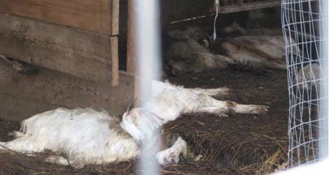 Allevamento dell’orrore a Terranova Bracciolini