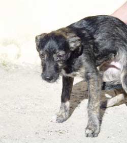 Cucciolo abbandonato vivo dentro un cassonetto dell’immondizia