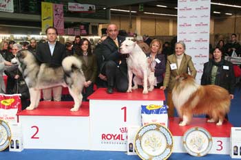 I cani più belli in mostra a Arezzo Fiere e Congressi