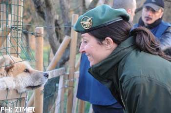 Operazione Kutya: la Forestale stronca traffico di cani da Est Europa