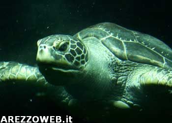 Wwf, al via la settimana per la tutela delle tartarughe marine
