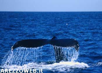 Nucleare: Giappone, trovato cesio radioattivo in due balene