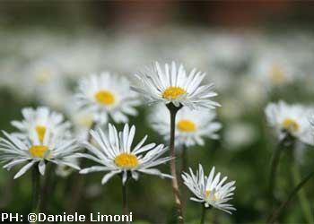 Salute: piante alleate contro allergie e malanni ‘da Primavera’