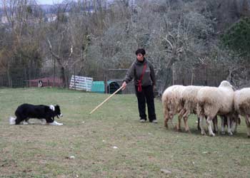 I cani conduttori di gregge a Cortona