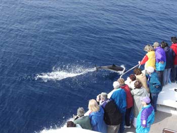 Acquario di Genova e WWF di nuovo insieme sulle rotte dei cetacei