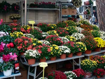 Subbiano in fiore, in vetrina piante, artigianato e gastronomia