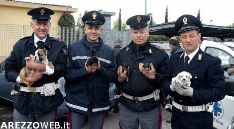 Sequestrati 35 cuccioli nascosti nel bagagliaio di un’auto