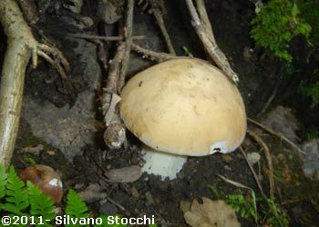 Raccogliere e consumare i funghi in sicurezza