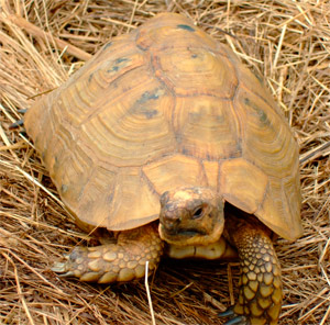 ‘Chelonian Expo’ il 21 e 22 maggio a Arezzo Fiere e Congressi
