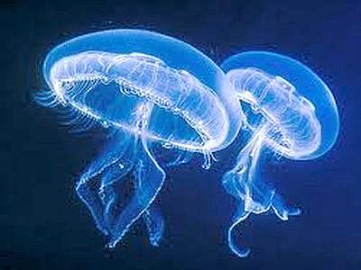 Esperto su meduse, in ultimi 4 anni presenza da ciclica a stabile