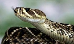Vipera di un metro e mezzo nell’oliveto, uccisa da coppia di anziani