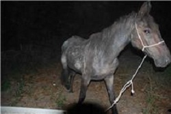 Ammazza ed inizia a macellare un cavallo, imprenditore denunciato