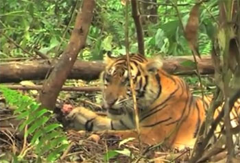 Tigri indonesiane vittime della deforestazione, denuncia di Greenpeace