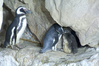 Acquario di Genova, è nato un pinguino di magellano