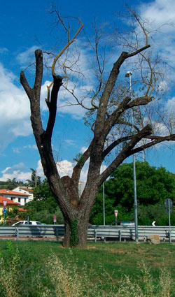 Seccato l’olmo di… Olmo. Il Comune provvede all’abbattimento
