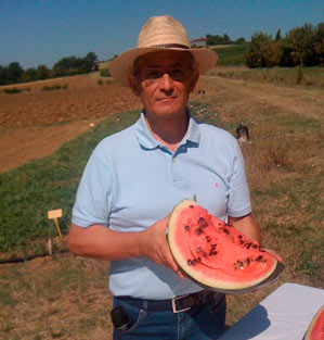 Ritrovato il cocomero gigante della Val di Chiana