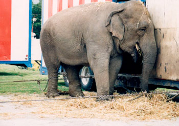Animali nei circhi: “bene la solidarietà ma ora riprendiamo l’impegno per i loro diritti”