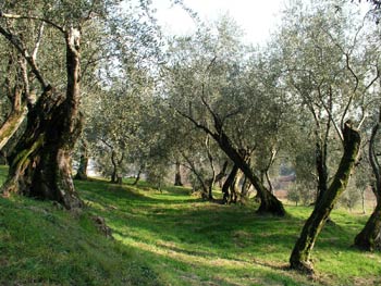 L’olio nuovo biologico di Fraternita nelle scuole aretine