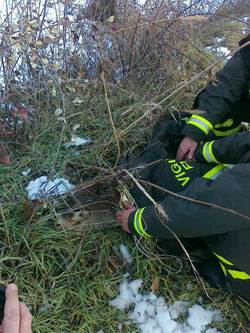 Pratantico, tre caprioli intrappolati nel canale salvati dai pompieri