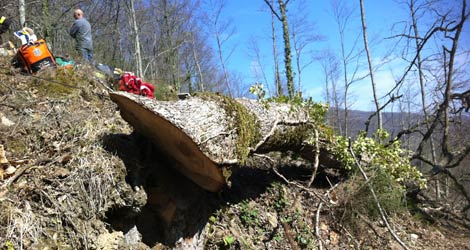 Monterchi: 34enne muore colpito da un grosso albero