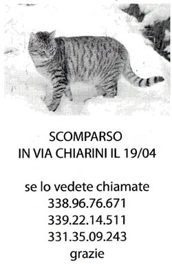 Cercasi gatto, scappato in via Chiarini ad Arezzo