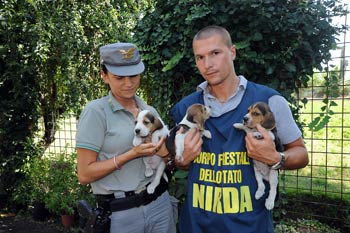 La Forestale sequestra ‘Green Hill’, oltre 2500 beagle nella struttura