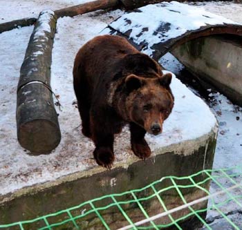 ENPA, WWF e LAV contro la riapertura dello Zoo di Poppi