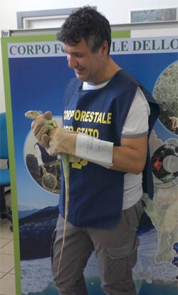Un iguana a spasso per il centro di Arezzo