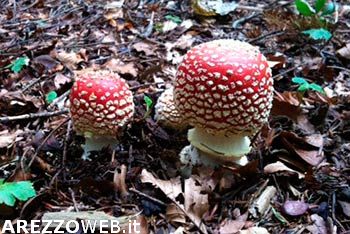 Funghi, nonna e nipote gravi per aver ingerito la Amanita Phalloides