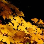 20121024_parco