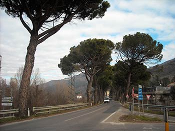 Al via il taglio delle piante a Rassina: gli agronomi le considerano un pericolo per la sicurezza della comunità
