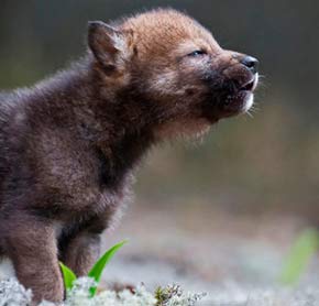 WWF: Sconcertanti! le affermazioni su aggressioni di lupi in Valdarno