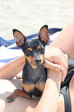 Smarrito pinscher nano in centro città