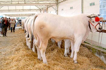 La chianina, regina delle cene ad Anghiari