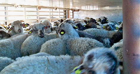 Trasporto e macellazione agnelli, importante operazione Forestale