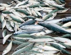 A scuola di pesce dimenticato fa tappa a Cortona