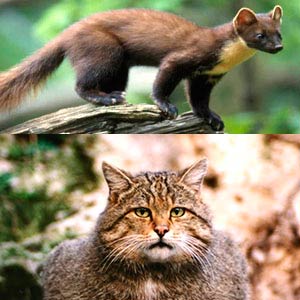 Tracce di martora e gatto selvatico nel Parco
