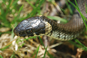 La scambiano per una vipera e la uccidono invece è una biscia dal collare, specie protetta