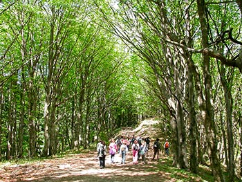 Sul sentiero delle foreste sacre nell’alta via dei parchi