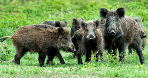 Riserve naturali, arrivano indennizzi e contributi per chi ha subito danni da fauna selvatica