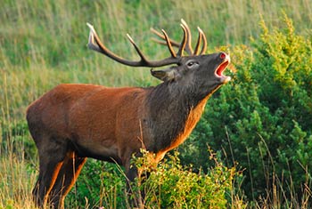 Senti che… bramiti. Nel Parco Nazionale delle Foreste Casentinesi