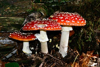I funghi autunnali