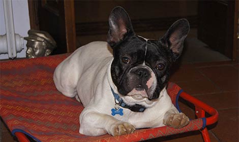 ‘Pato’ cercasi.. I proprietari del Buldog scomparso hanno creato anche una pagina Facebook